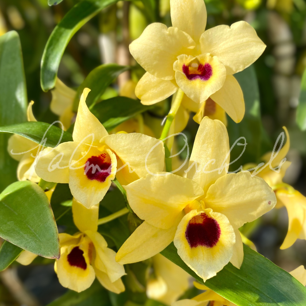 Nobile-Type Dendrobium 4-Pack — Palmer Orchids